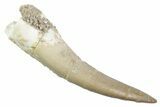 Fossil Plesiosaur (Zarafasaura) Tooth - Morocco #370249-1